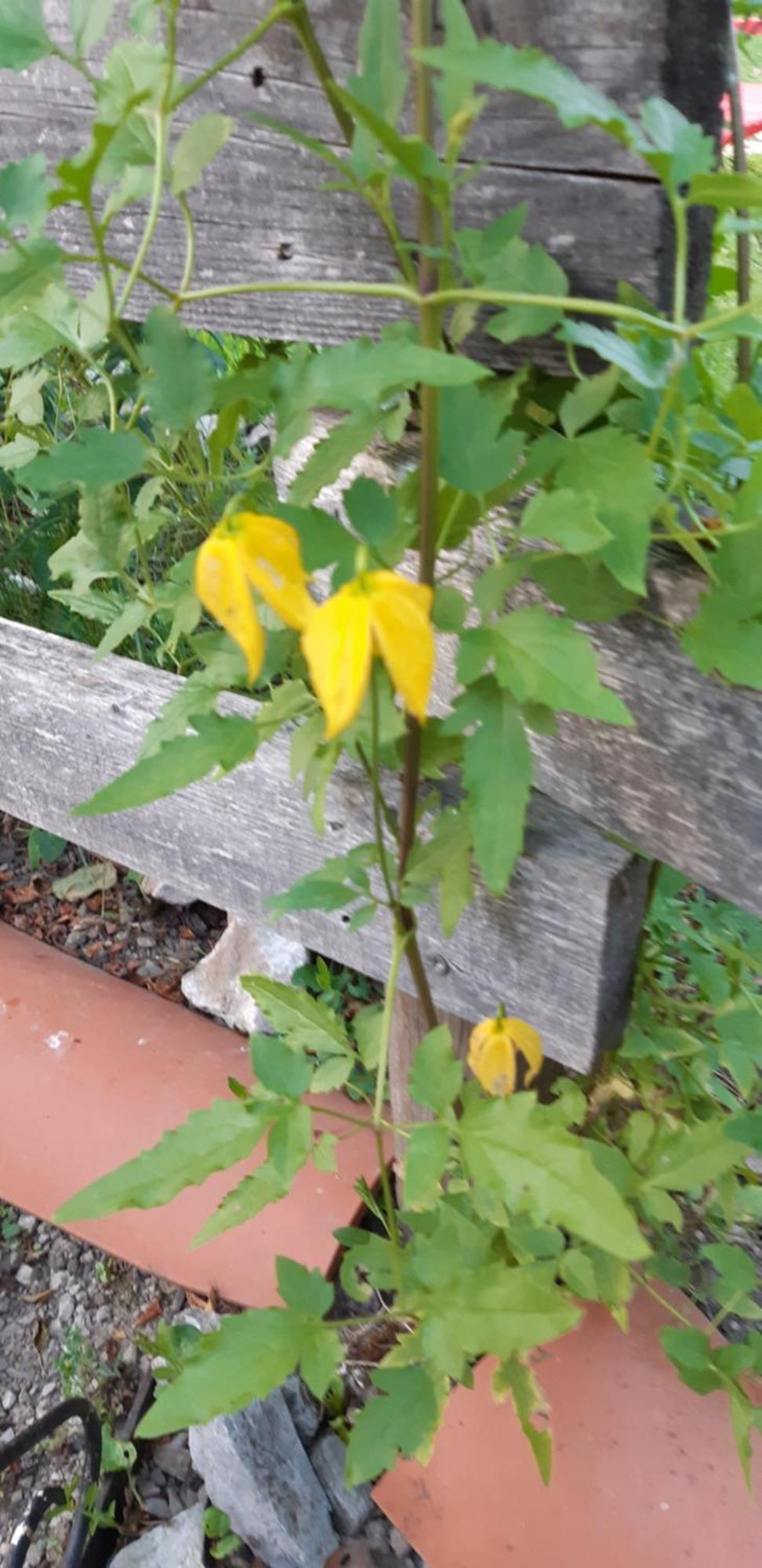 Chambre D'Hote Amitie Et Jardin Carmaux Buitenkant foto