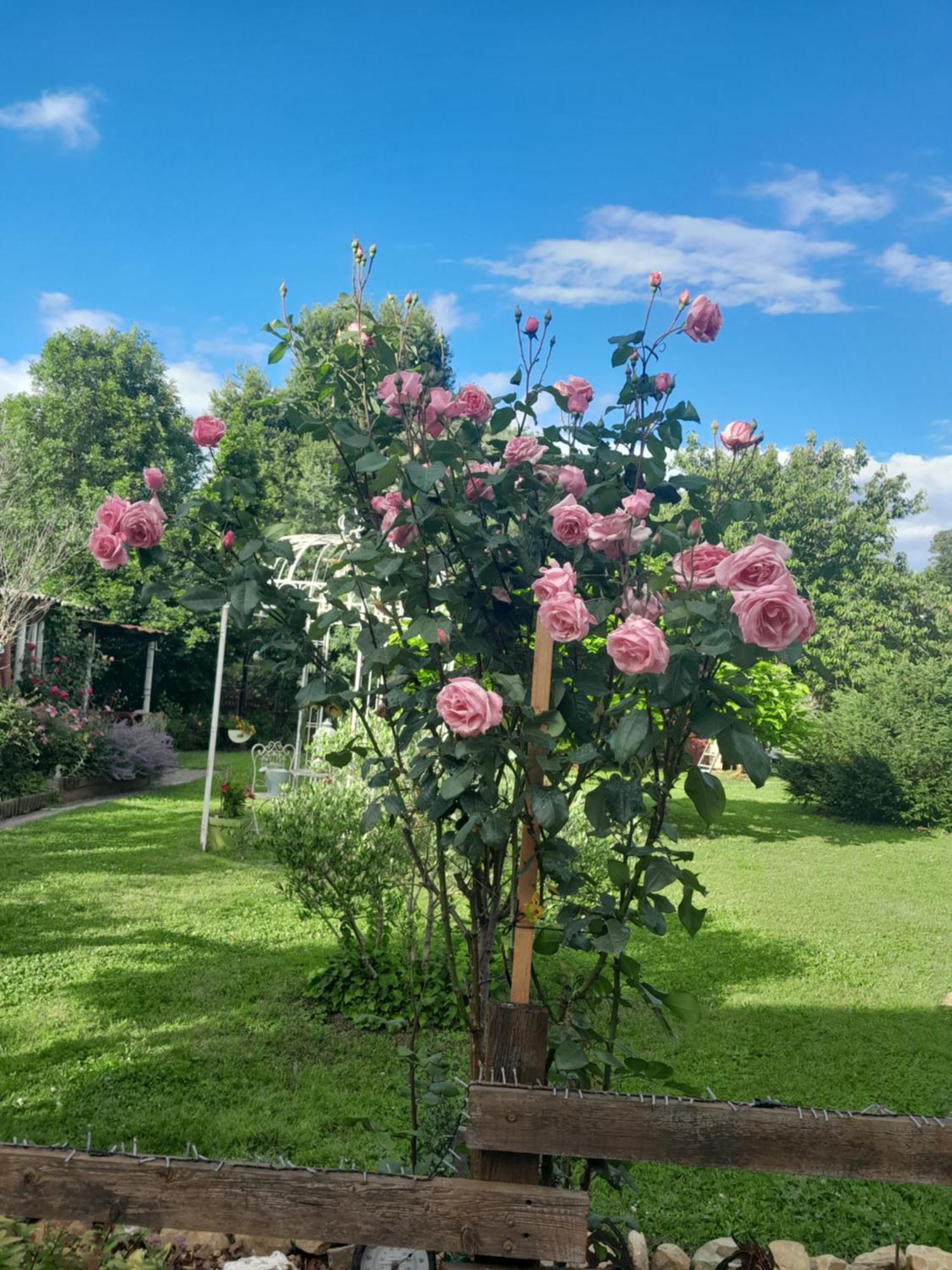 Chambre D'Hote Amitie Et Jardin Carmaux Buitenkant foto